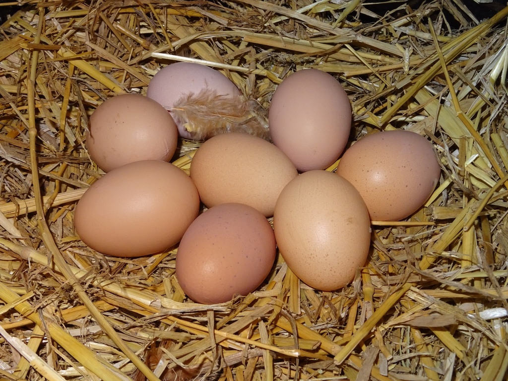 Oeuf bio 