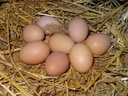 Oeuf bio 