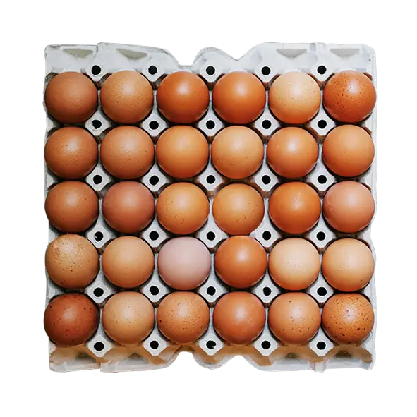 Oeuf L 30 pièces 
