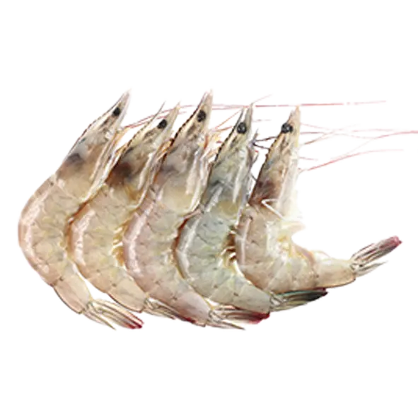 Gambas 4/6 Black-Tiger {PTS1015}- EPI -