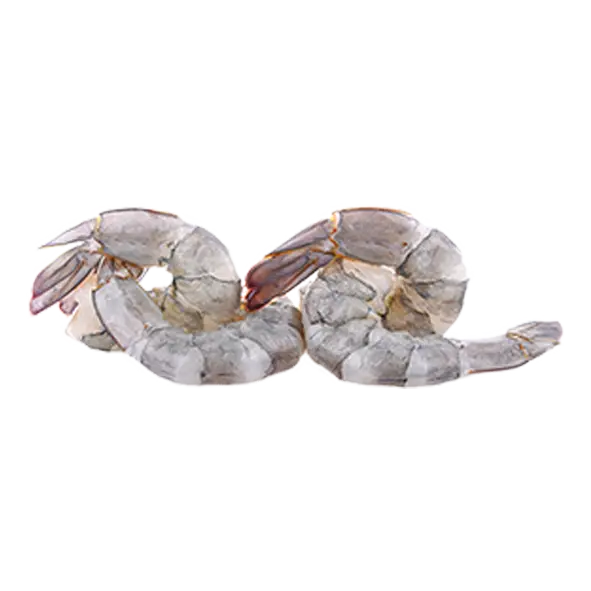 Scampis 16/20 non ouvert sur le dos - EPI -